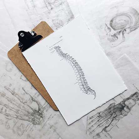 Pencil Drawing of human spine outlining chiropractor services